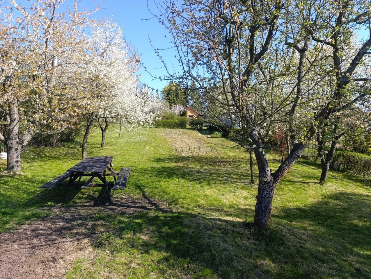 Działka rolna Szalejów Górny. Zdjęcie 1