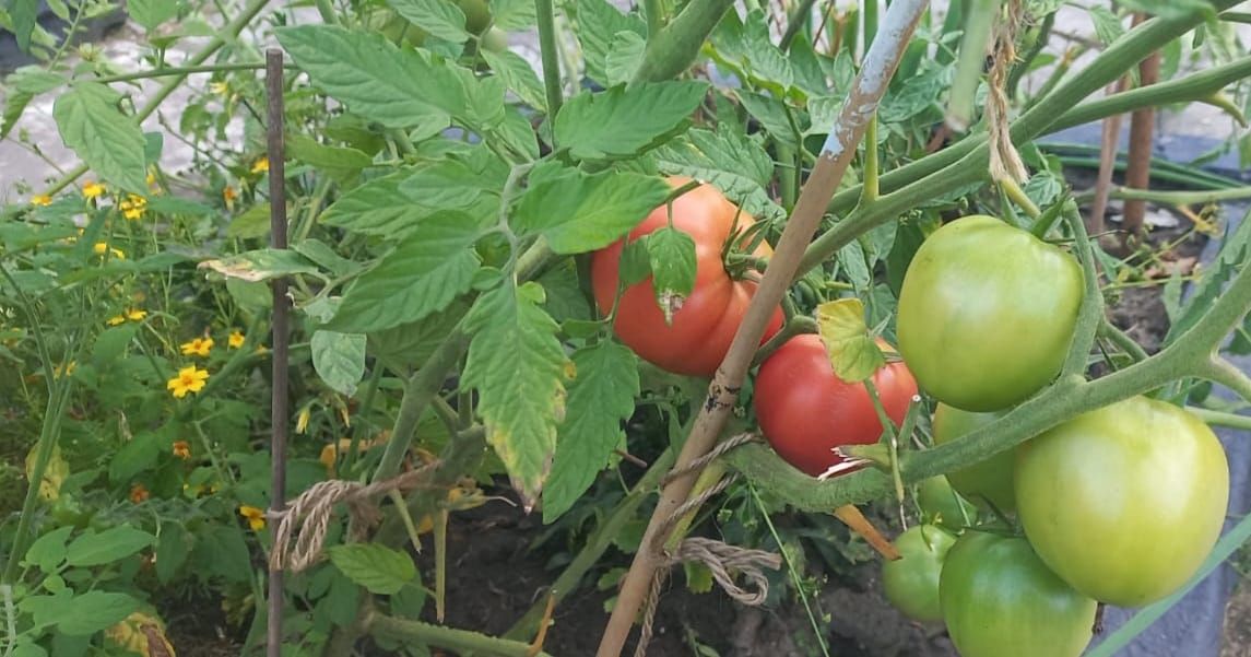 Działka rod Siemianowice Śląskie Centrum, ul. Pawła Śmiłowskiego. Zdjęcie 16