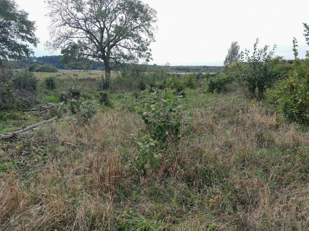 Działka budowlana Strzelino. Zdjęcie 6
