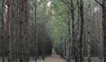 Działka leśna Służewo-Pole