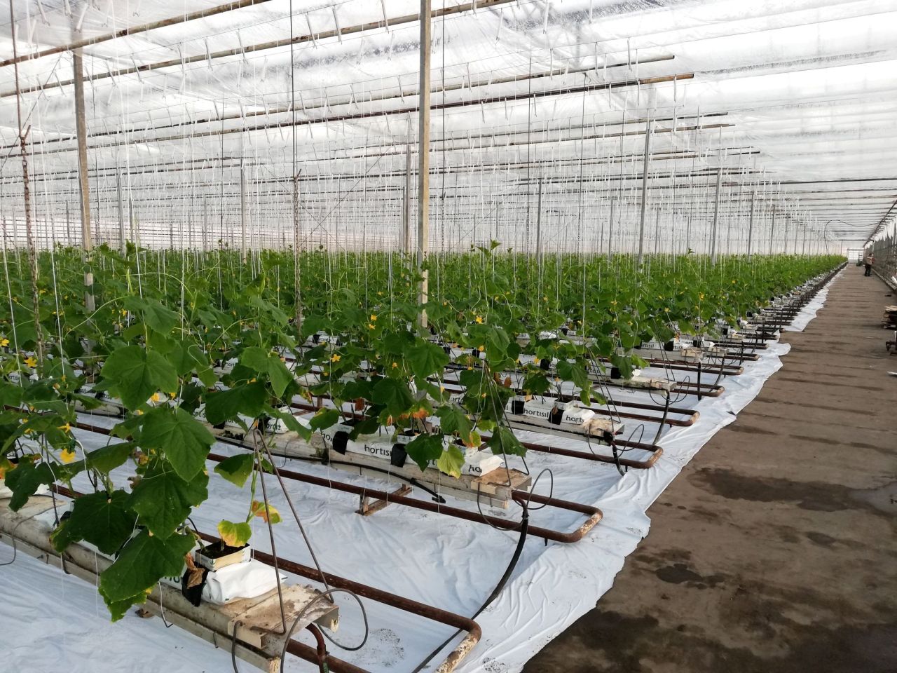 Działka rolno-budowlana Tłokinia Wielka. Zdjęcie 2