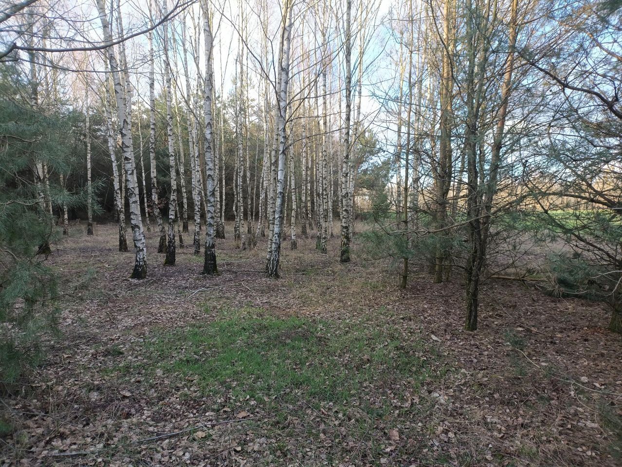 Działka rekreacyjna Lubowidz, ul. Leśna. Zdjęcie 12