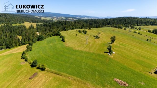 Działka leśna Pieniążkowice. Zdjęcie 3