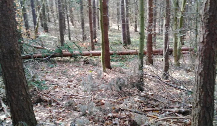 Działka leśna Brzeźno Wielkie