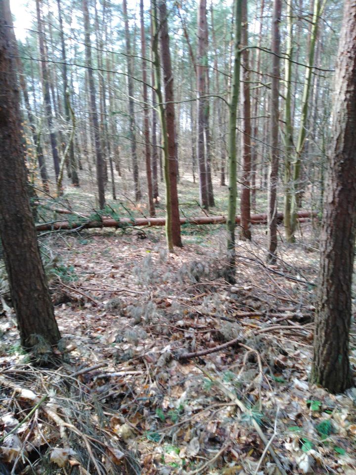 Działka leśna Brzeźno Wielkie. Zdjęcie 1