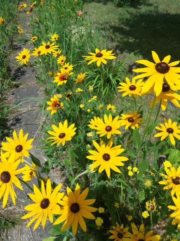 Działka rod Łódź Widzew, Telefoniczna 29A. Zdjęcie 5