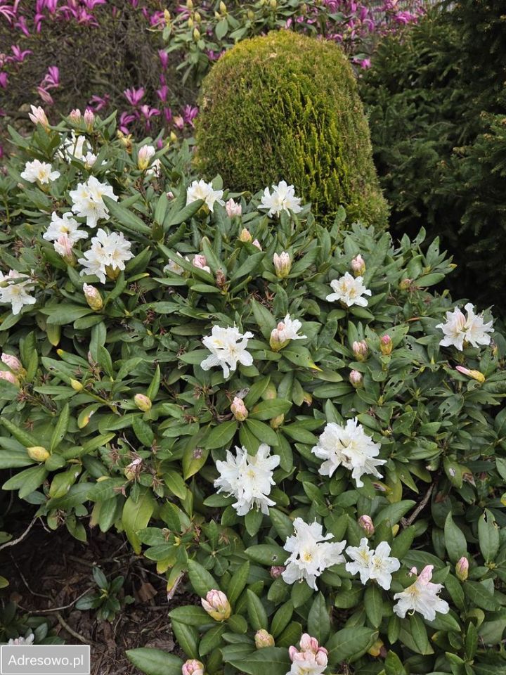 dom wolnostojący, 5 pokoi Ostrów Wielkopolski, ul. Gajowa. Zdjęcie 2