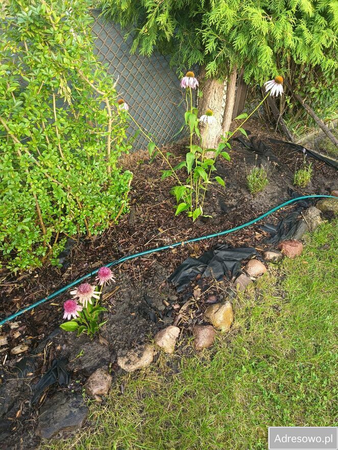 Działka rod Witkowo. Zdjęcie 6