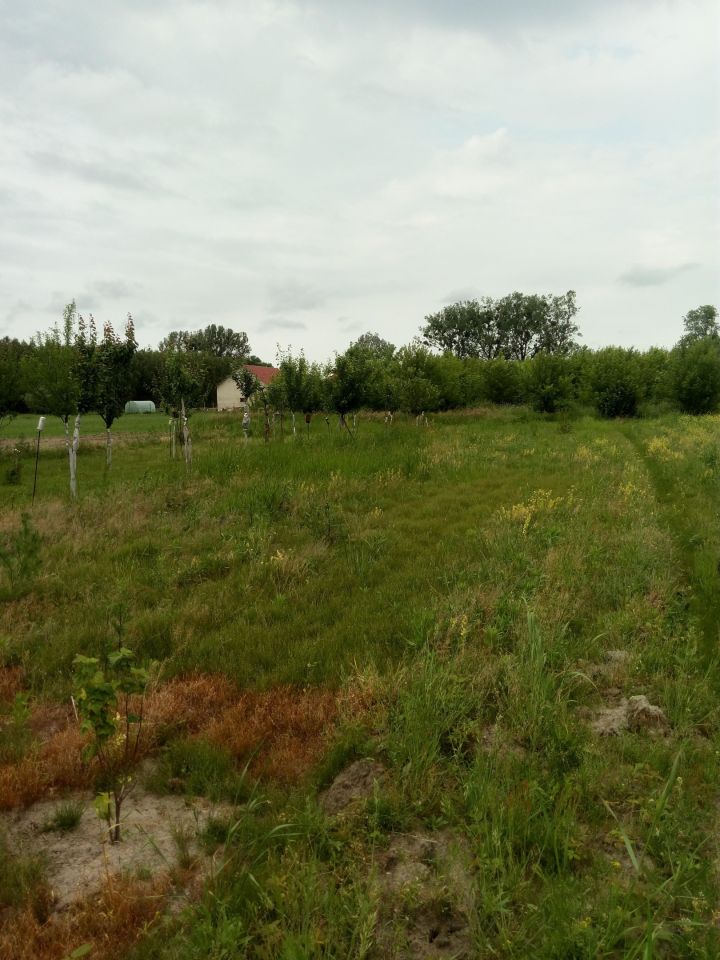 Działka rolno-budowlana Bolimowska Wieś. Zdjęcie 7