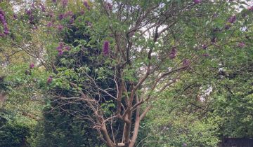 Działka budowlana Pruszków