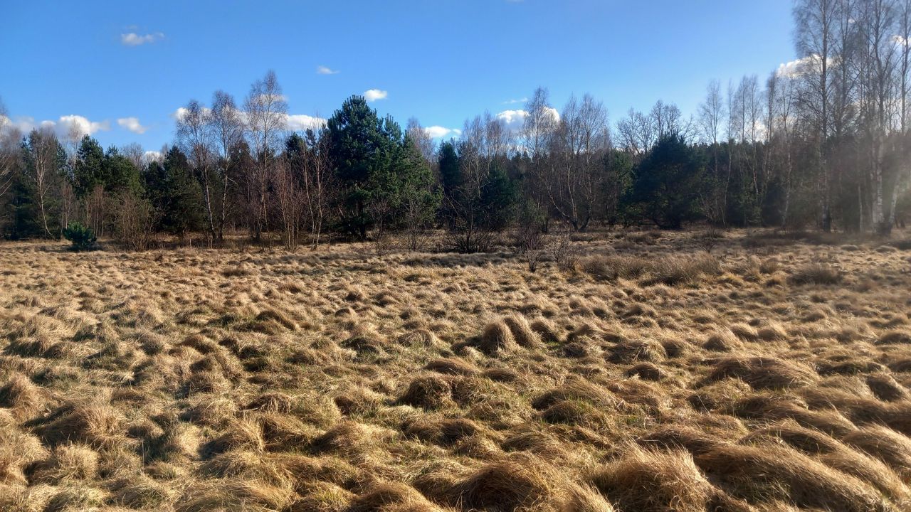 Działka rolna Zielona Góra Jarogniewice, ul. Jarogniewice. Zdjęcie 7