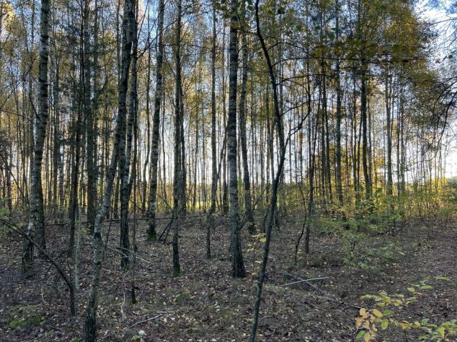 Działka leśna Marianka. Zdjęcie 1