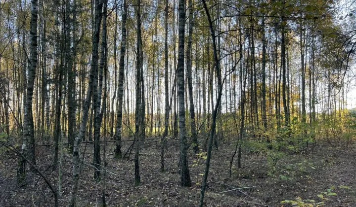 Działka leśna Marianka