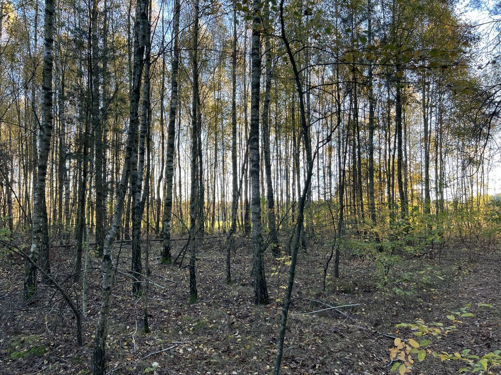 Działka leśna Marianka. Zdjęcie 1