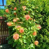 Działka rod Siemianowice Śląskie. Zdjęcie 3