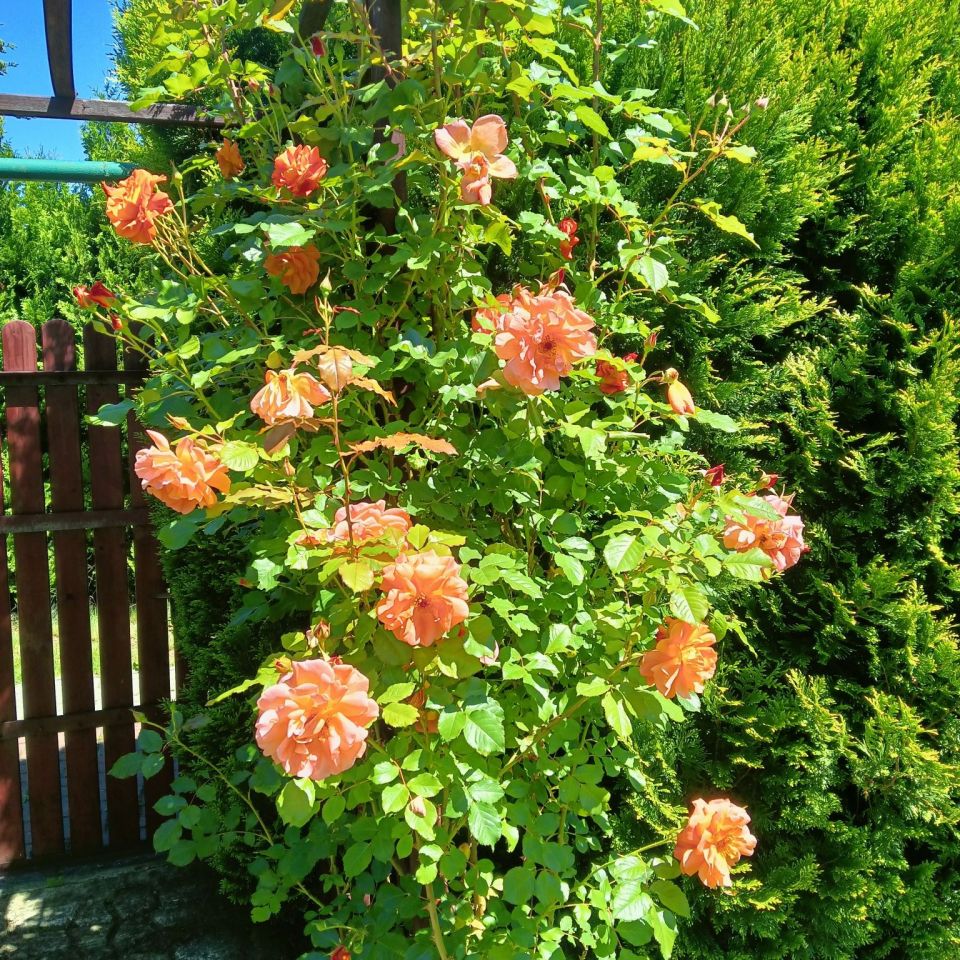 Działka rod Siemianowice Śląskie. Zdjęcie 4