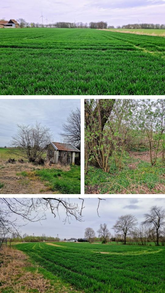 Działka siedliskowa Nowa Wieś Złotoryjska. Zdjęcie 10