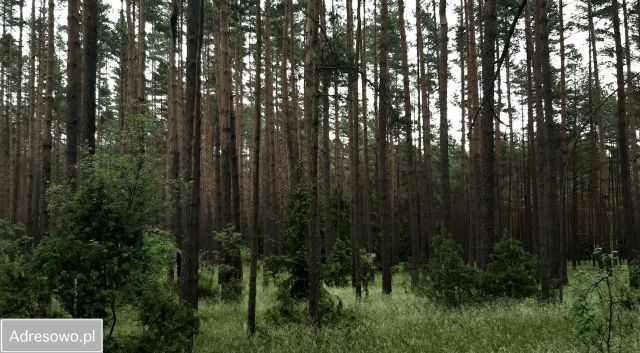 Działka rolno-budowlana Karwica. Zdjęcie 1