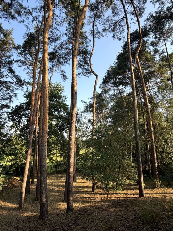 Działka rekreacyjna Boszkowo-Letnisko, ul. Piaskowa. Zdjęcie 17