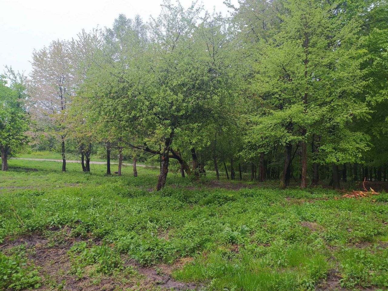 Działka Trzepieciny. Zdjęcie 8