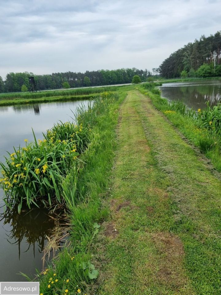 Działka rolno-budowlana Torzeniec. Zdjęcie 12