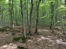 Działka leśna Łężyny. Zdjęcie 2