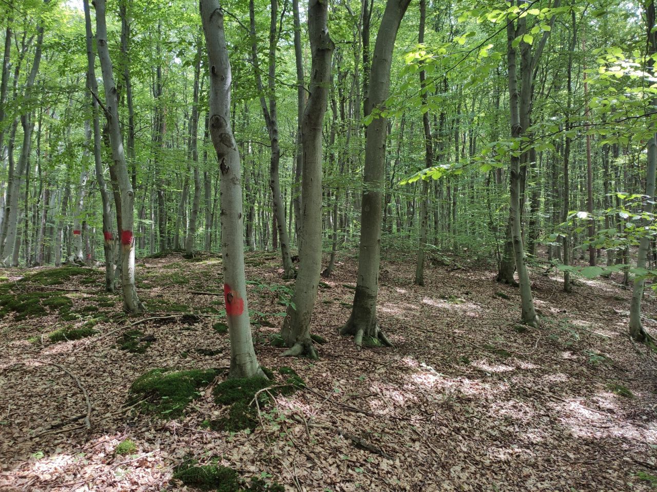 Działka leśna Łężyny. Zdjęcie 3