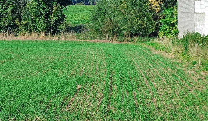 Działka budowlana Kornacice