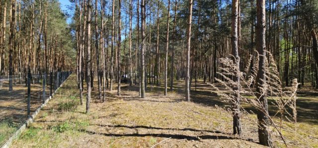 Działka leśna Makówka. Zdjęcie 7