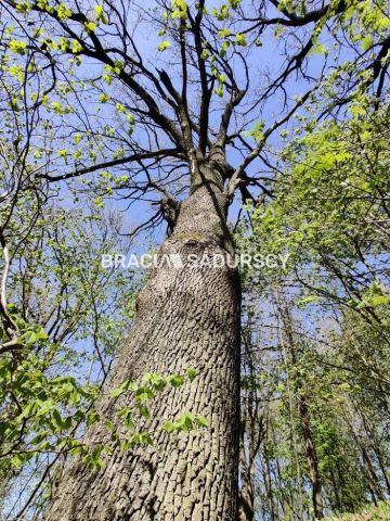 Działka rekreacyjna Łukta. Zdjęcie 12