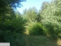 Działka siedliskowa Myśliwczów. Zdjęcie 2