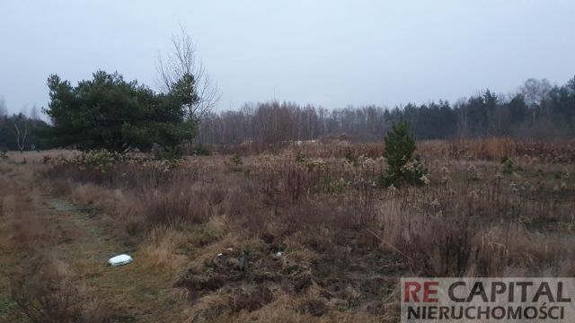 Działka siedliskowa Borzęcin Duży. Zdjęcie 6