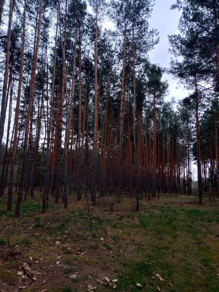 Działka leśna Mierzwin. Zdjęcie 3