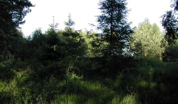 Działka budowlana Parszczyce, ul. Leśna