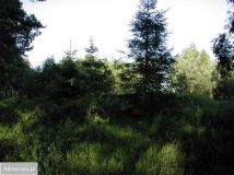 Działka budowlana Parszczyce, ul. Leśna. Zdjęcie 1