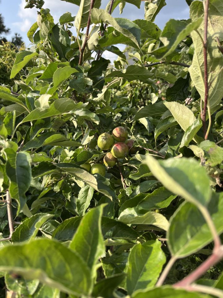 dom wolnostojący, 4 pokoje Nasielsk. Zdjęcie 10