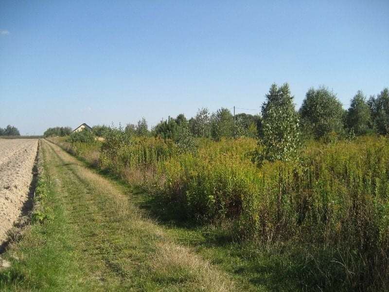 Działka budowlana Załuski, ul. Leśna. Zdjęcie 2