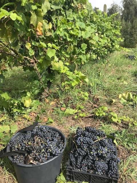 Działka rolno-budowlana Promna-Kolonia. Zdjęcie 2