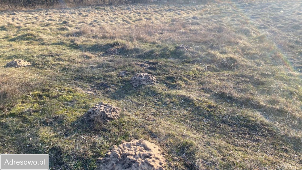 Działka siedliskowa Dobrzyniec. Zdjęcie 13