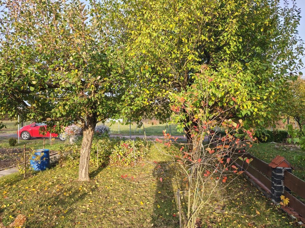 Działka rod Żary, ul. Pszenna. Zdjęcie 7