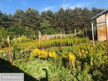 Lokal Białogard. Zdjęcie 4