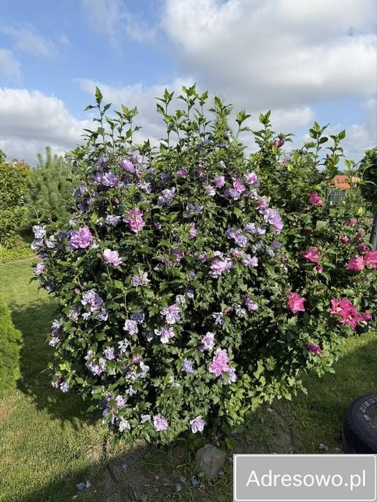 Działka rekreacyjna Wawrów. Zdjęcie 4