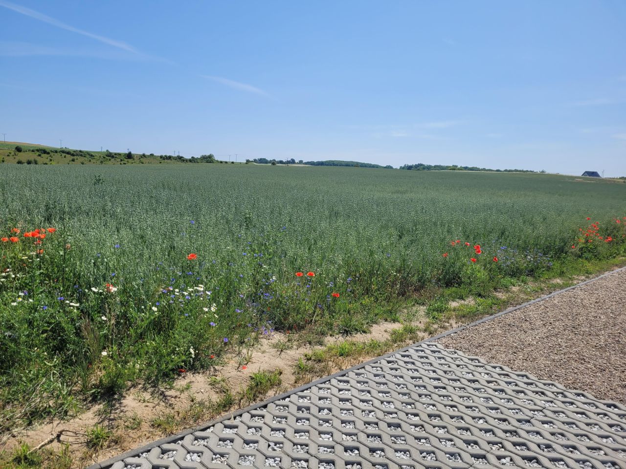 Działka budowlana Cedynia, ul. Kolonia. Zdjęcie 8