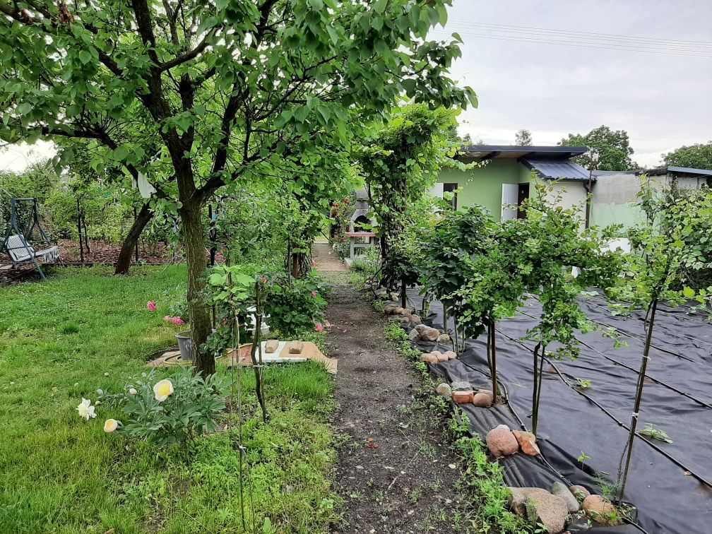 Działka rod Leszno, ul. Dożynkowa