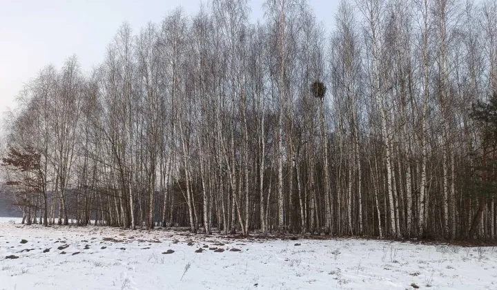 Działka rolna Bieliny