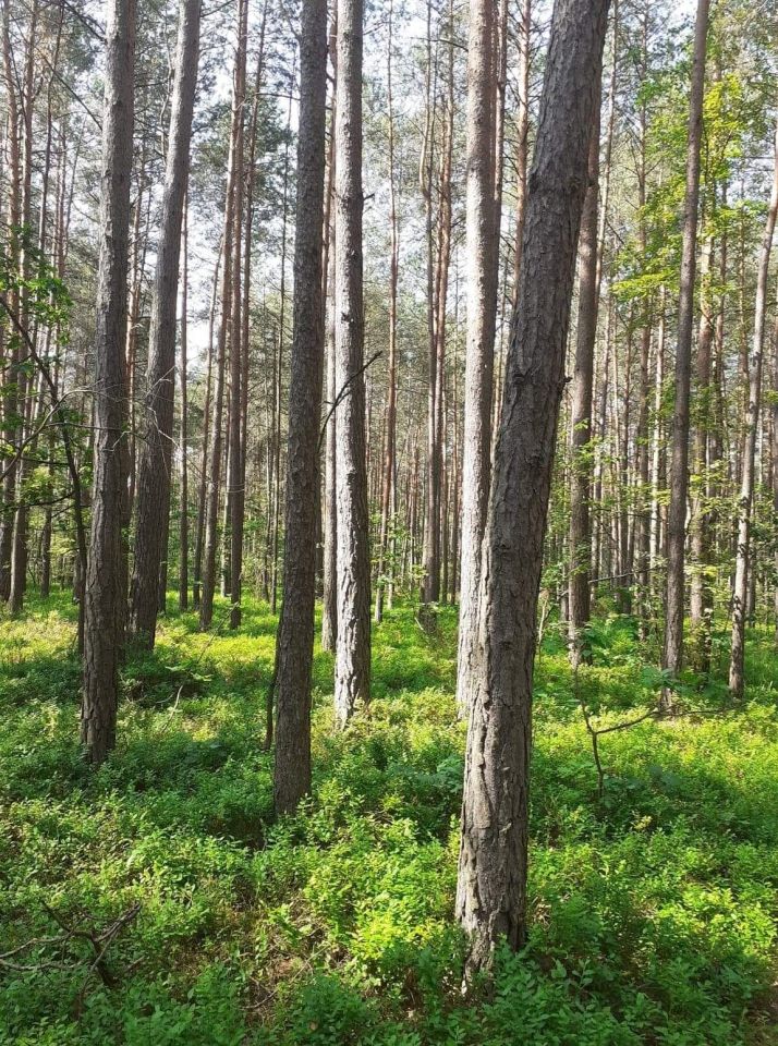 Działka leśna Mokre. Zdjęcie 3