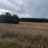 Działka rolna Czarlin, ul. Leśna. Zdjęcie 4