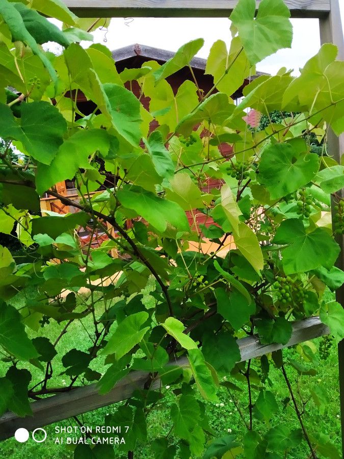 Działka rod Łódź. Zdjęcie 9