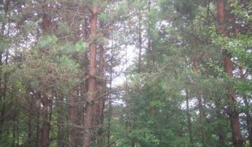 Działka rekreacyjna Kuźmina