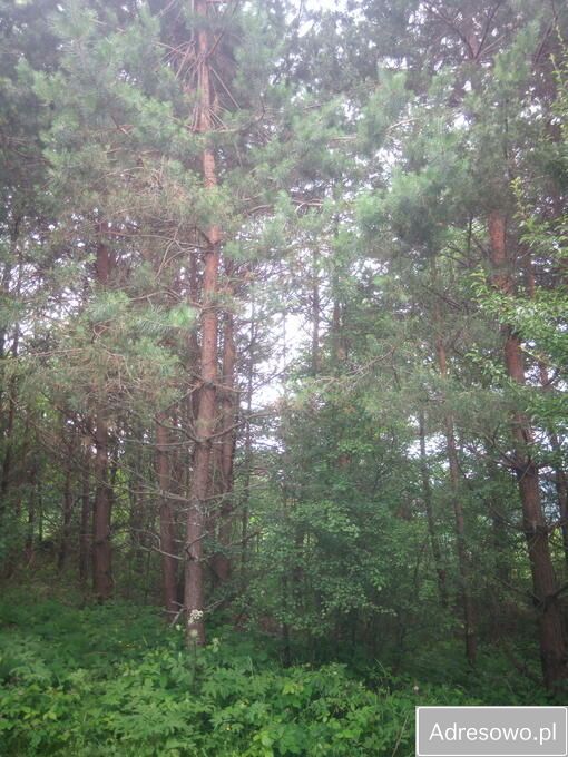 Działka rekreacyjna Kuźmina. Zdjęcie 2